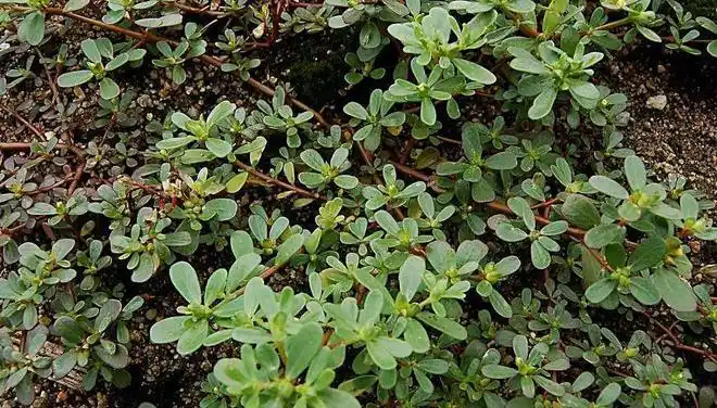 终于发现天然"消炎药",女人经常吃点,杀菌止痒,根治阴道炎_网易订阅