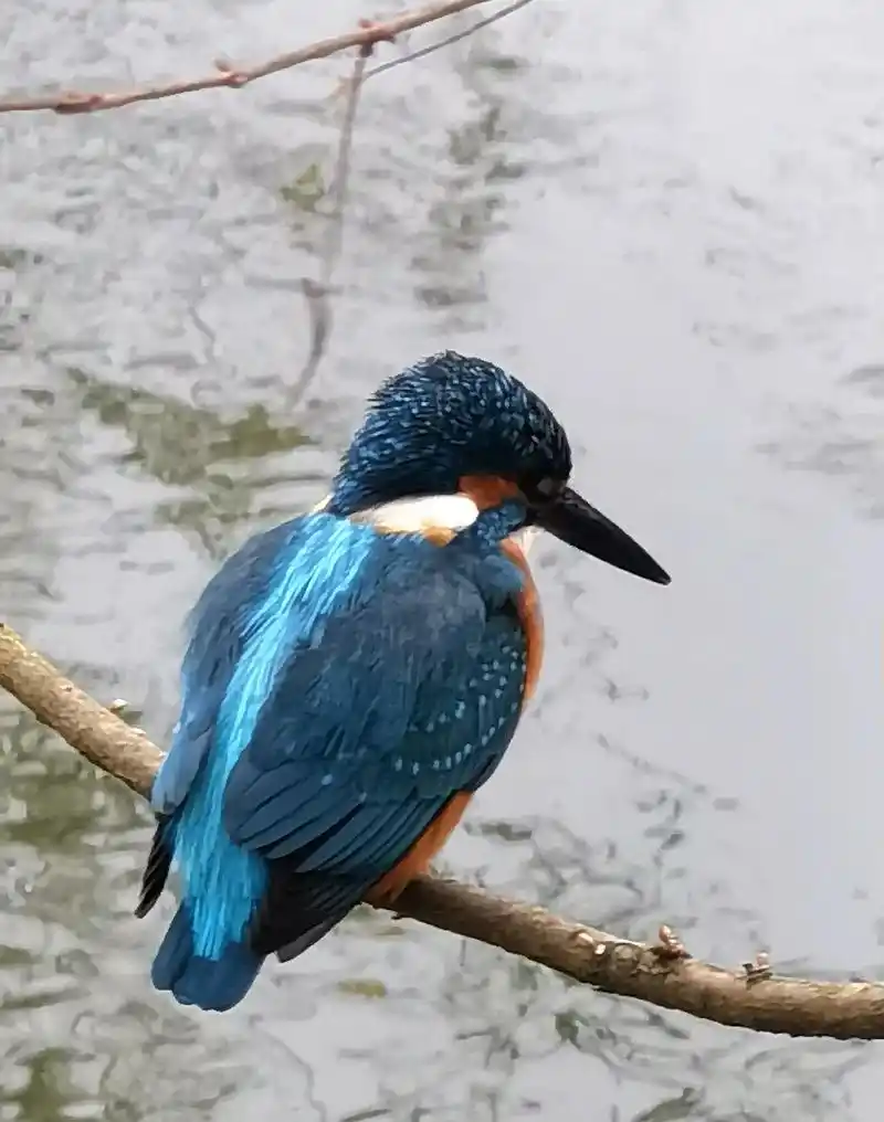 翠鸟,是翠鸟科一些颜色艳丽,体型小巧的食鱼鸟类,不过实际上大 - 抖音