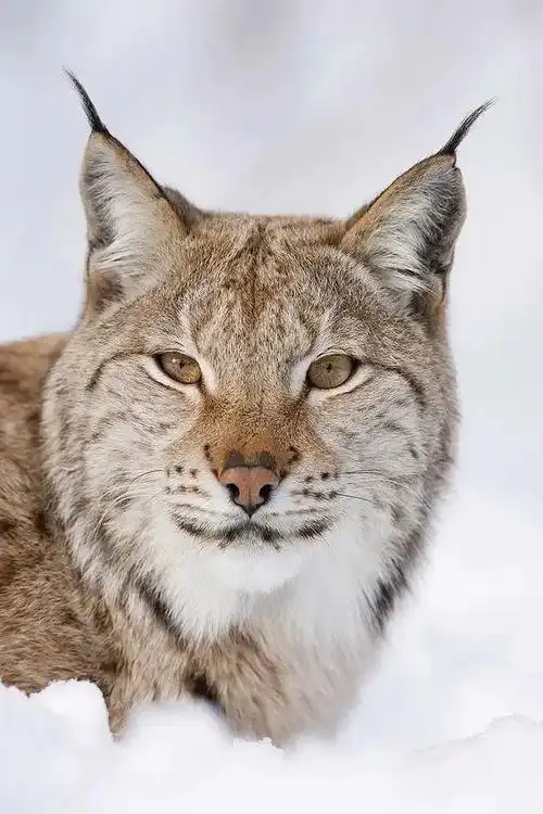 国家二级保护野生动物猞猁现身可可托海国际滑雪度假区