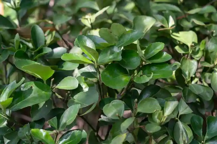 矮灌木绿化植物有哪些