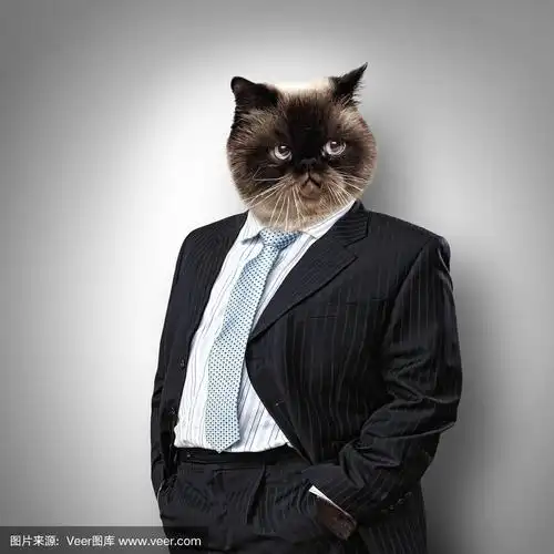 穿着西装的毛茸茸的搞笑猫