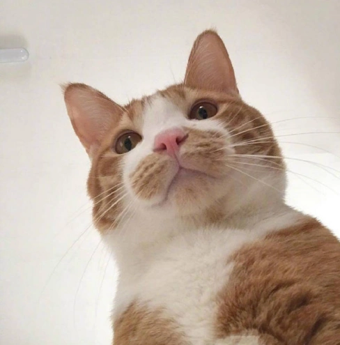 萌宠喵星人自拍可爱搞笑gif动图_动态图_表情包下载_soogif