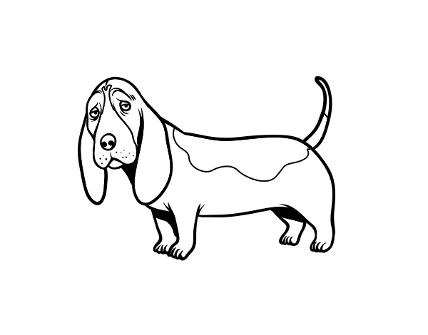 巴塞特猎犬简笔画