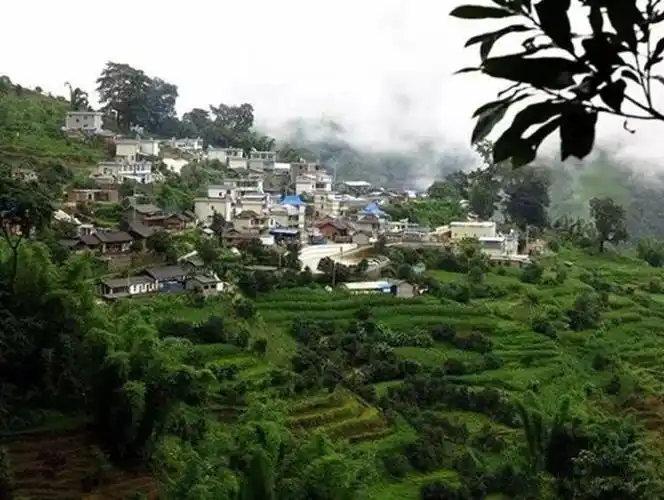 详解冰岛五寨(老寨,坝歪,南迫,地界,糯伍)古树茶的口感特点