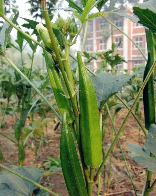 秋葵的种植方法和季节(盆栽秋葵的种植方法和季节)