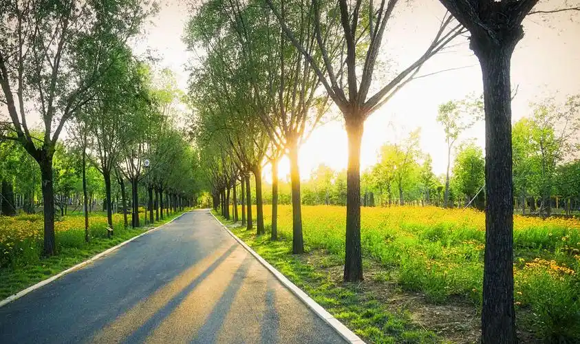 丘陵地区,大别山丘陵山地区和皖南丘陵山地区等分区合理选择行道树