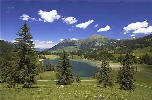 瑞士,湖,冷杉,山峦,背影