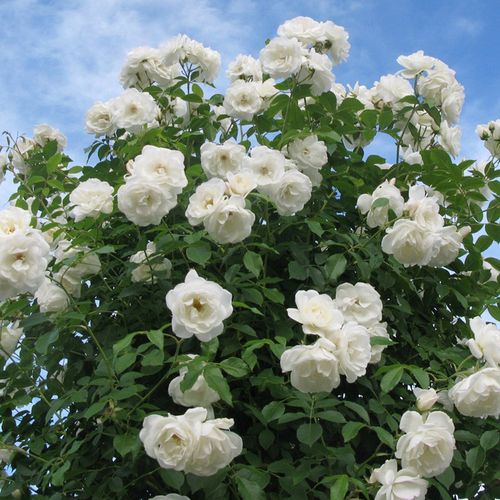 藤冰山白色月季花苗大型藤本阳台庭院四季爬藤蔷薇玫瑰大苗长势快