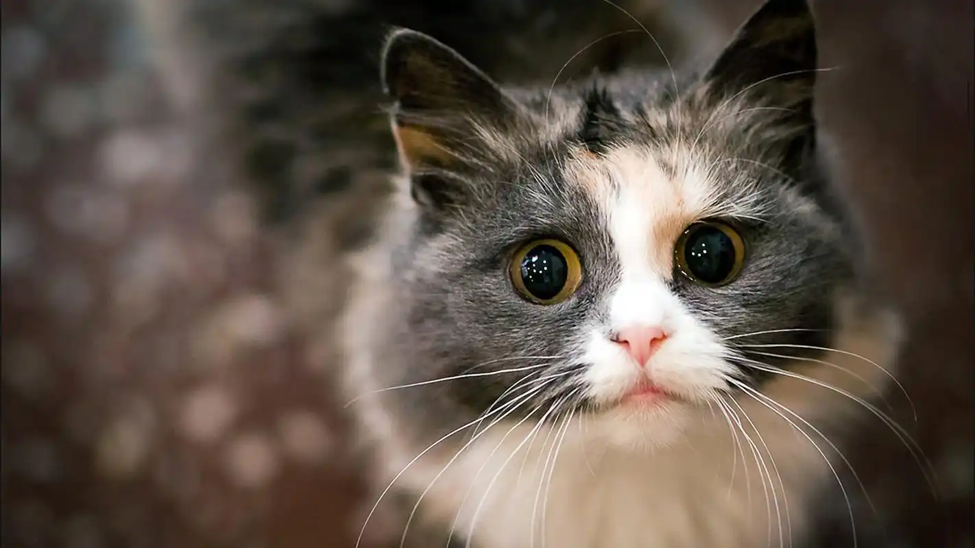 可爱猫咪特写美图电脑1080p桌面壁纸高清大图预览1920x1080_动物壁纸