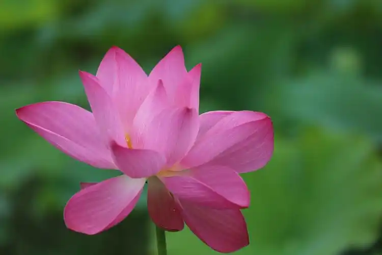 一池荷花一朵芳华,映日荷花别样红