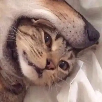 情头搞怪猫和老鼠