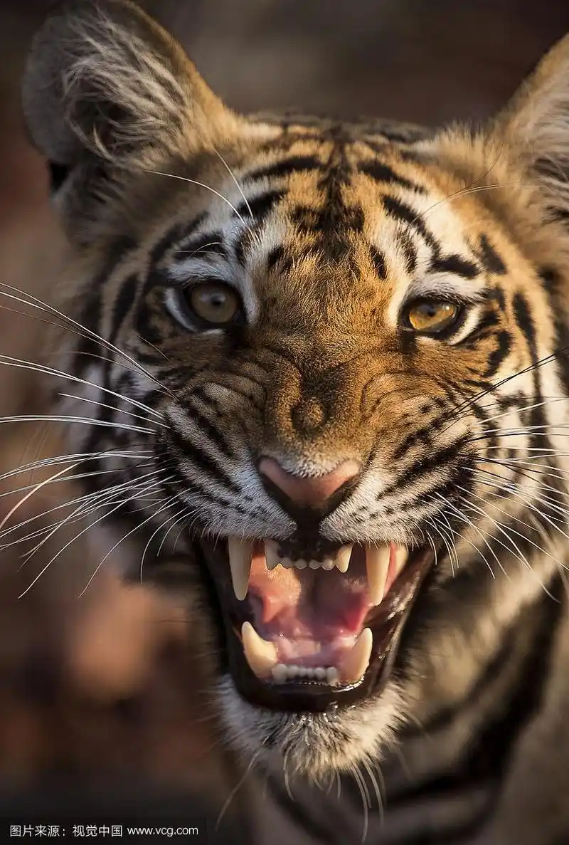 老虎露出牙齿的肖像