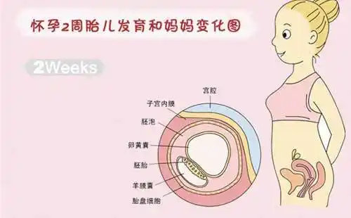从怀孕时间上推测胎儿男女准吗?