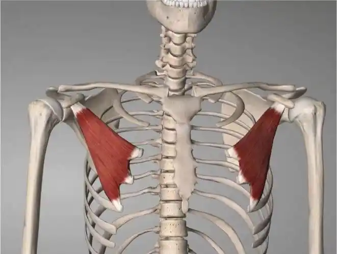 78胸小肌功能:肩胛骨前引(前伸)肩胛骨下降(下沉)肩胛骨下回旋.