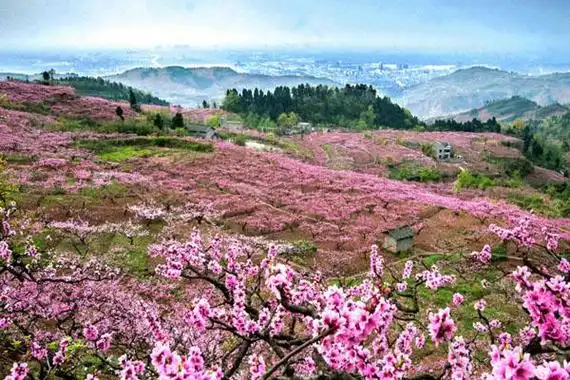 新南门汽车站 → 桃花故里(旅游专线车);五桂桥汽车站 → 龙泉驿(223