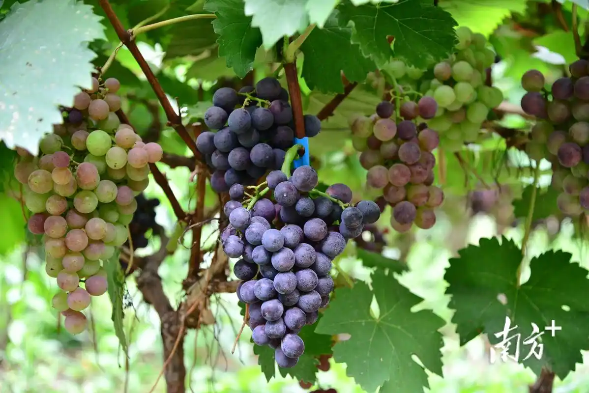 葡萄飘香,游客纷至!河源和平大坝镇葡萄抢鲜上市