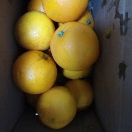 > 尧之谷 四川雅安石棉黄果柑精选大果现摘现发 【收藏加购送开橙器】