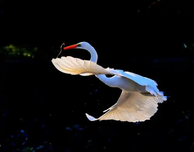 白鹭—浙江德清拍摄2018.12.18-19