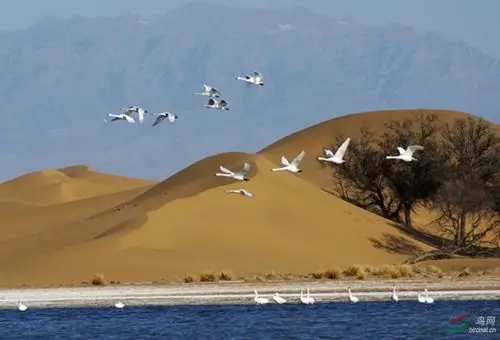 沙海精灵内蒙古阿拉善左旗腾格里天鹅湖
