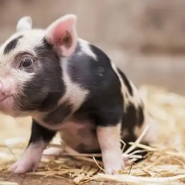 可爱小猪猪头像憨厚可爱小猪做头像也不错了