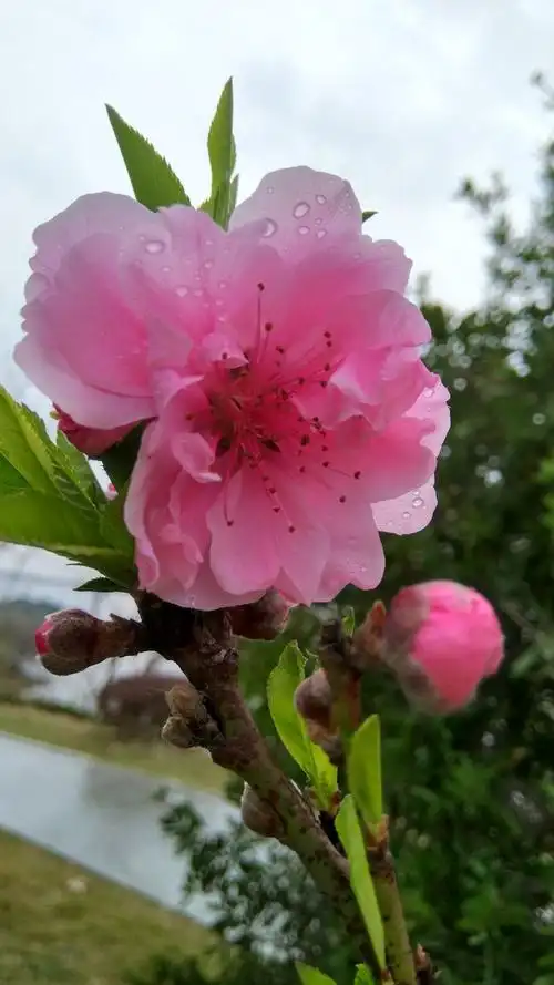 我最喜欢的花一一桃花