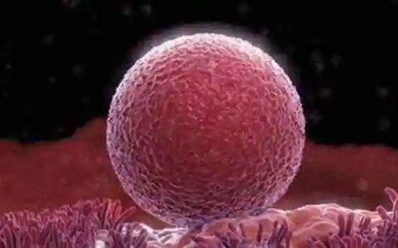 女人一生有500个成熟卵子,最佳受孕机会只有84次,请珍惜!