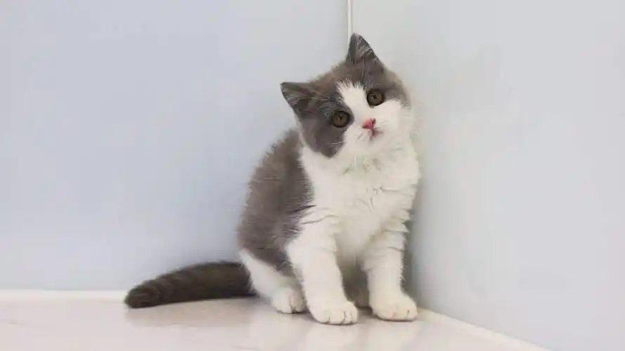 纯种英短蓝白猫咪幼崽短毛猫咪蓝白五粉正八脸矮脚猫英短蓝白幼猫矮脚