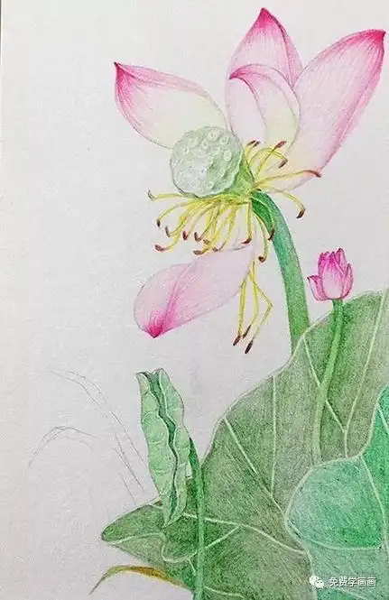 超级简单彩铅画花——简单到你只要动手就能画出来的荷花图