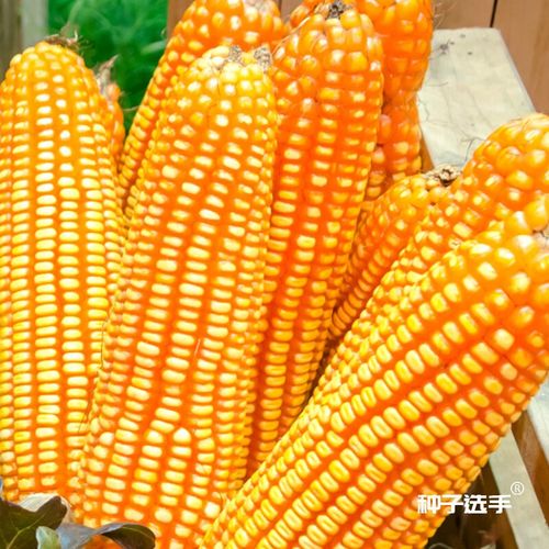 农之子(nongzhizi)郑单958玉米种子南方矮大棒大田春季早熟耐旱包谷种