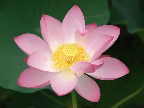 荷花(3)_生态_poco摄影,荷花3