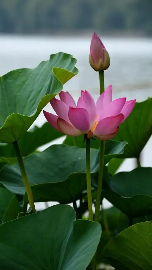 水上公园莲花集萃