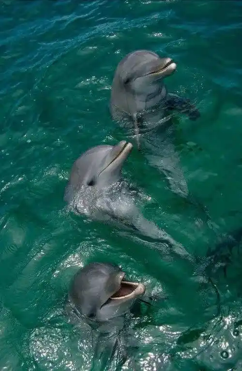 45张海豚照