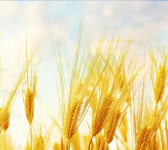 金色麦浪壁纸