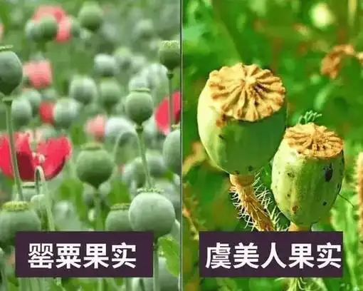 千万别把虞美人和罂粟搞混了,它们有这些区别!