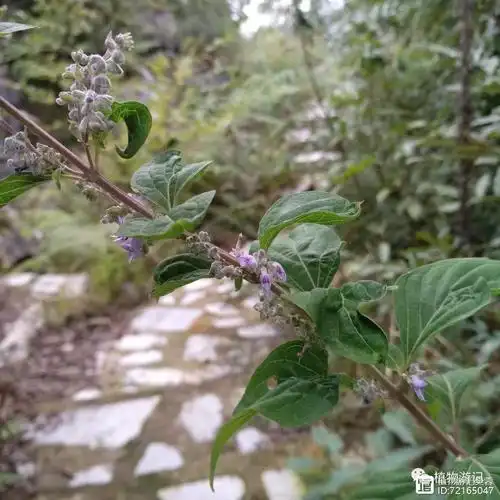 毛萼香茶菜,脚气