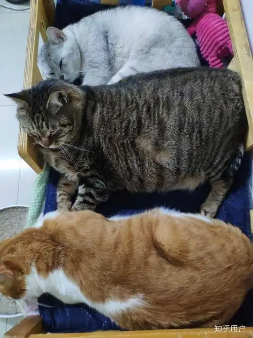为什么橘猫和英短那么容易长胖?