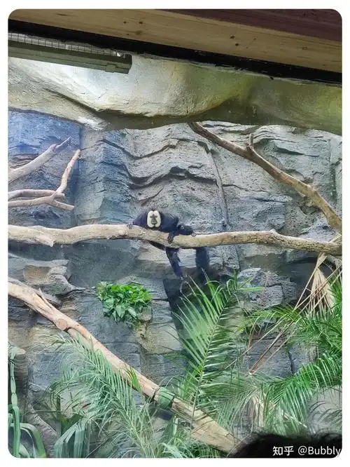 南京红山森林动物园游玩攻略