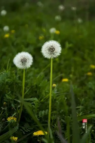 【原创】蒲公英 - 燚摄影 - 燚摄影