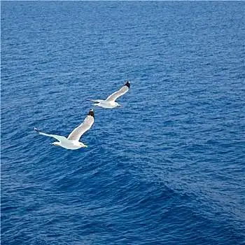 海鸥,飞翔彩色,圆,无缝,图案圆,面包,隔绝,白色背景,背景静物,水果