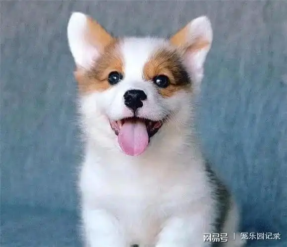 来一波柯基小奶狗让你感受下什么叫萌到窒息