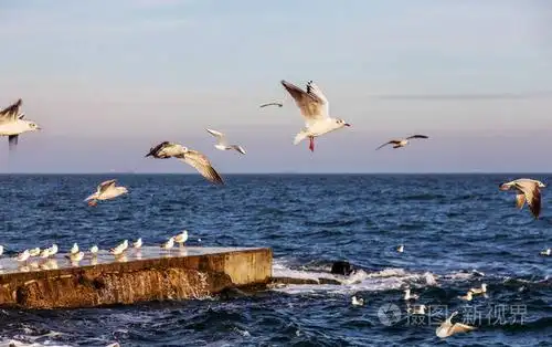 饥饿的海鸥在冬天的海滩上盘旋,在大海和蓝天的背景下寻找食物.