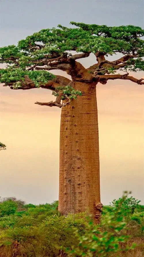 唯美大自然美景高清手机壁纸