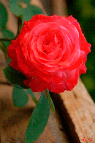 gif# #鲜花# #玫瑰# 灬铃兰灬采集