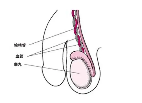 睾丸生理结构示意图-生理结构图