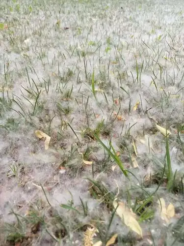 今年再去溧阳刚好又遇上柳絮飘飘.