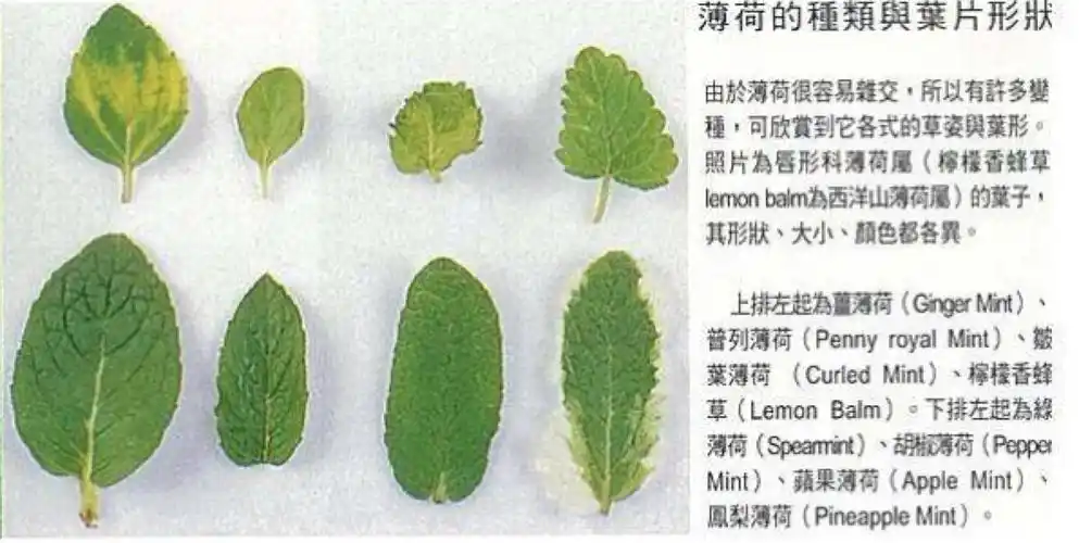 薄荷种类区分.不够薄荷很容易杂交哒,有时看到的品种也不那么绝对哦