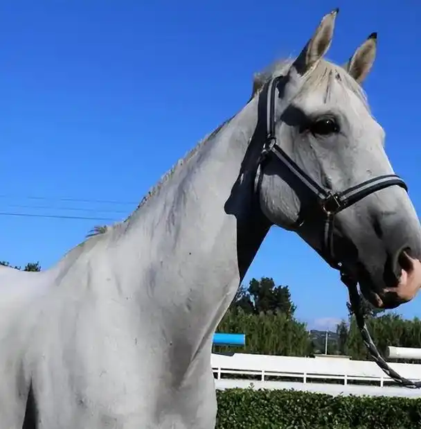 也是马术表演和训练的重要品种,法国马术学院和索米尔黑骑士马术学校