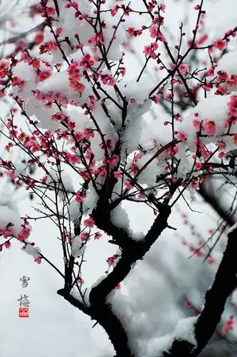 梅花香自苦寒来,铮铮铁骨傲雪开～致敬战斗在抗疫一线的热血英雄们!