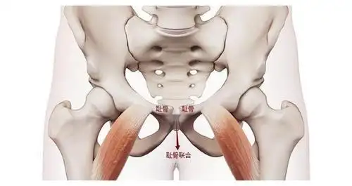 孕期逃不掉的"耻骨痛",到底痛在哪里?5招可帮孕妈有效缓解!