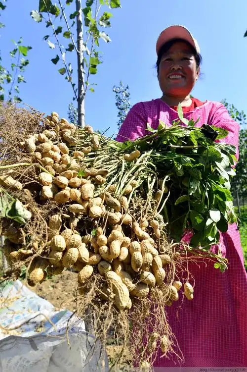 山东聊城 白露时节花生丰收 - 赵玉国 - 赵玉国的博客图库